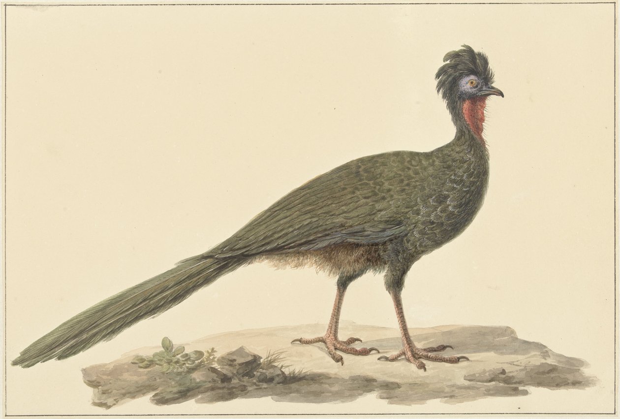 Penelope, a terra da Pieter Pietersz. Barbiers