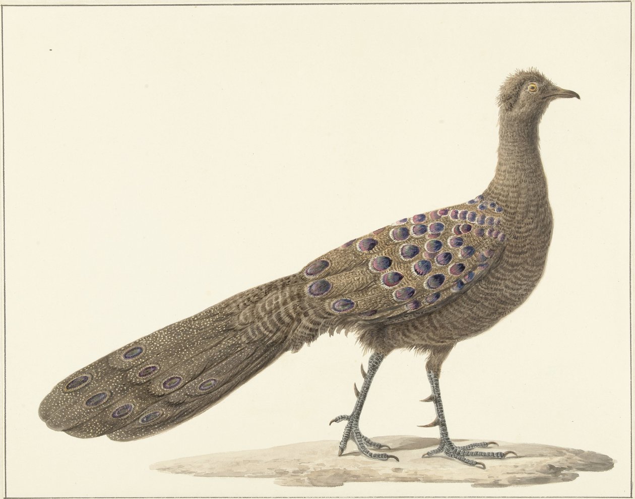Pavone Specchio da Pieter Pietersz. Barbiers