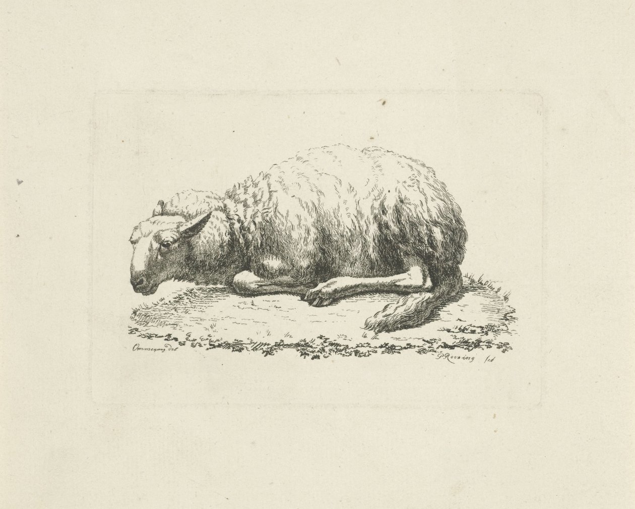 Pecora sdraiata da Pieter Roosing