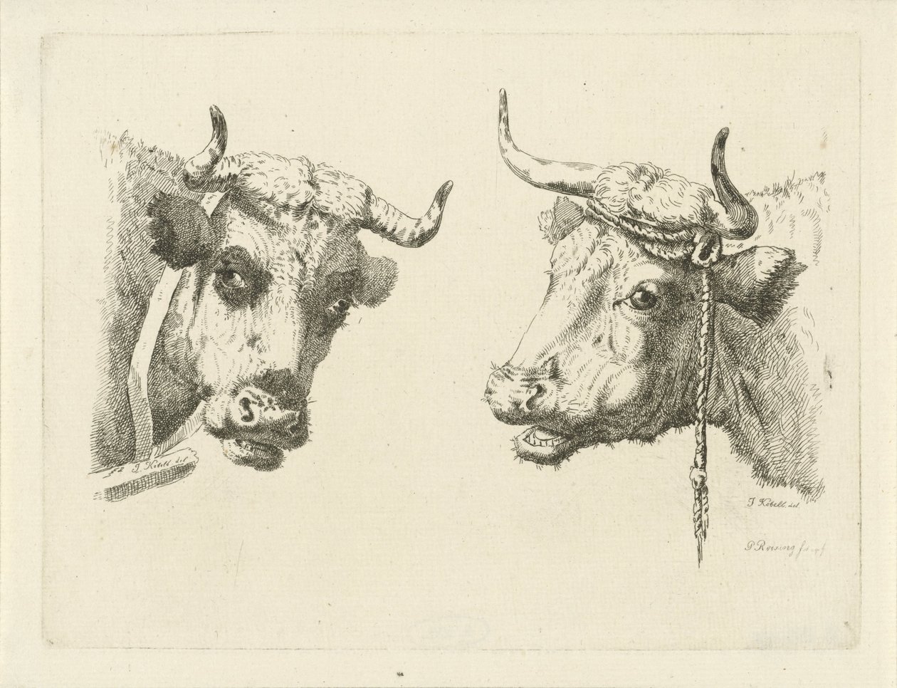Due teste di mucca da Pieter Roosing