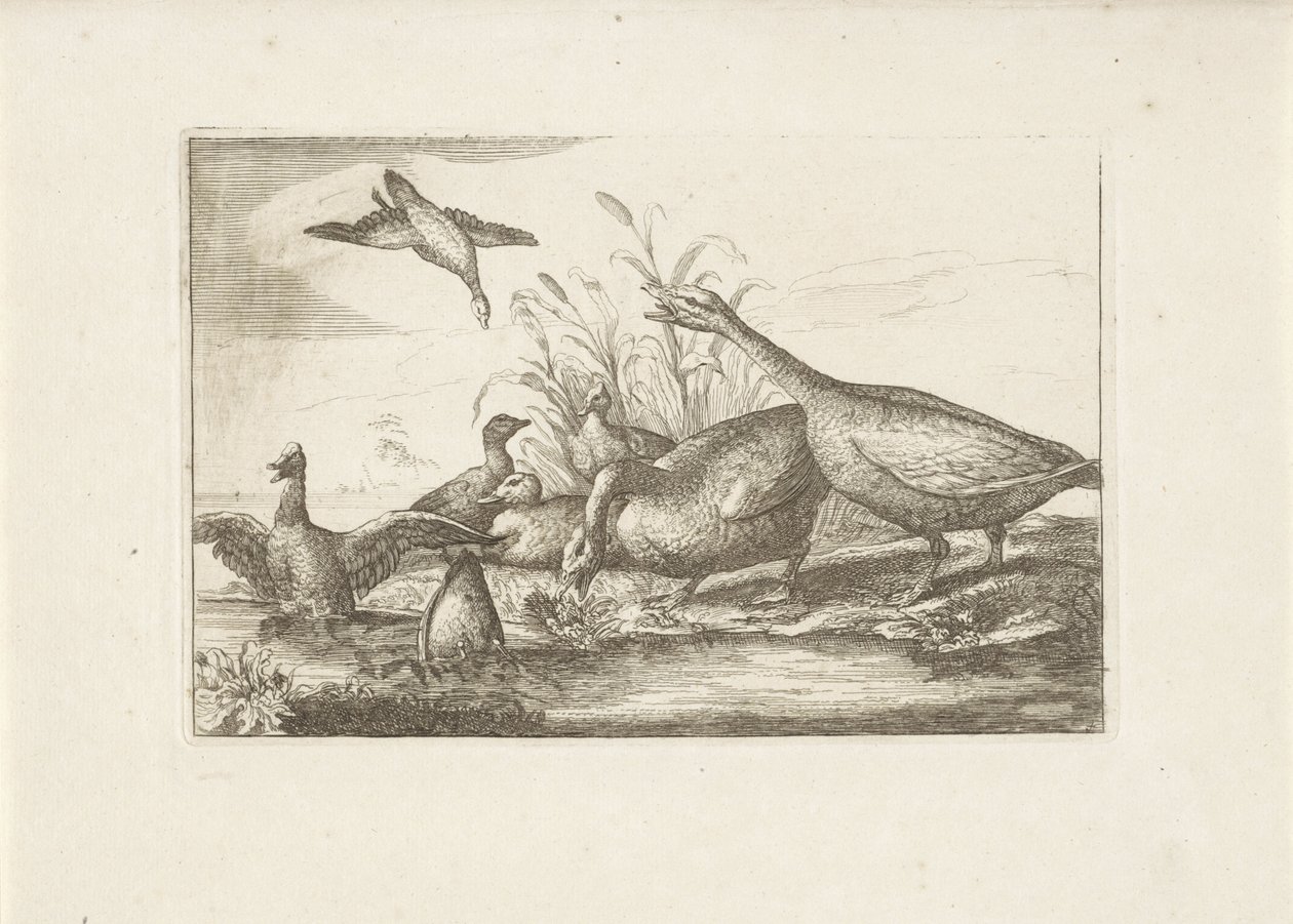 Anatre e oche da Pieter Schenk (I) (attributed to)