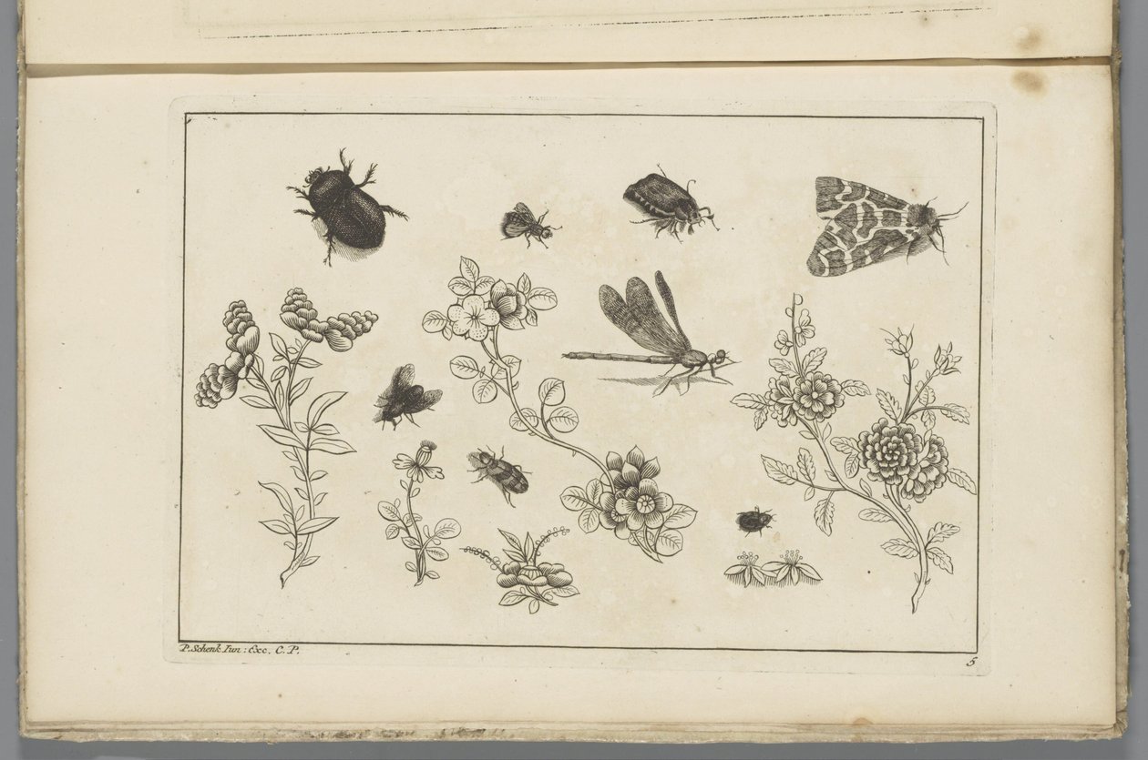 Rami di fiori con insetti da Pieter Schenk (II)