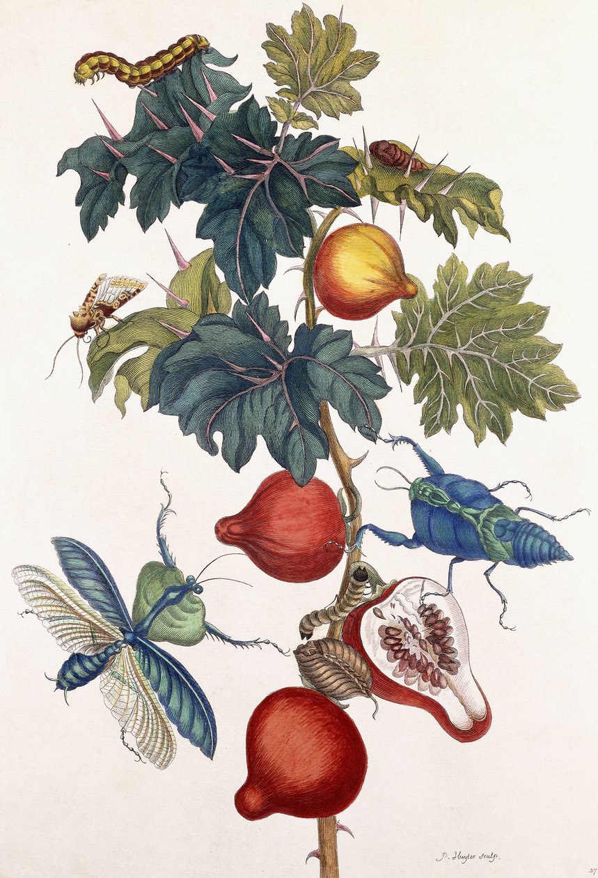 Metamorfosi di vari insetti, 1726 da Pieter Sluiter or Sluyter