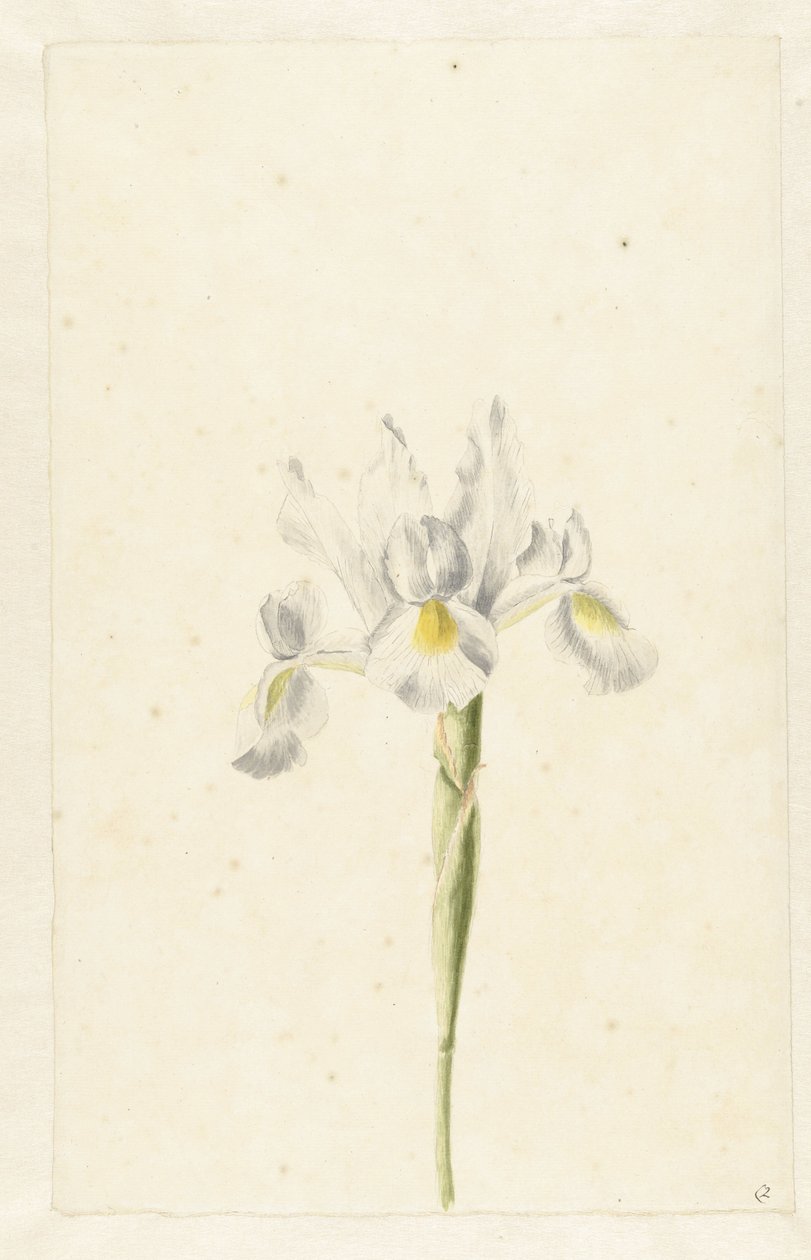 Iris bianco (Iris albicans) da Pieter Withoos (circle of)