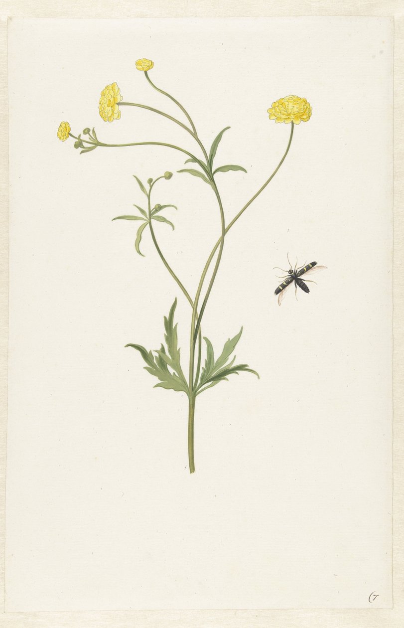 Ranuncolo giallo doppio e insetto da Pieter Withoos (possibly)