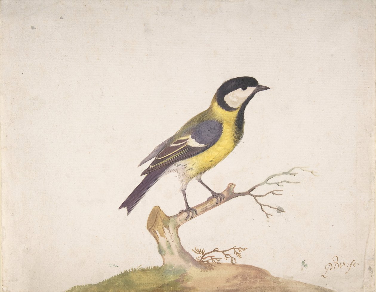 Una cinciallegra Parus major posata su un ramo, 1670-93 da Pieter Withoos