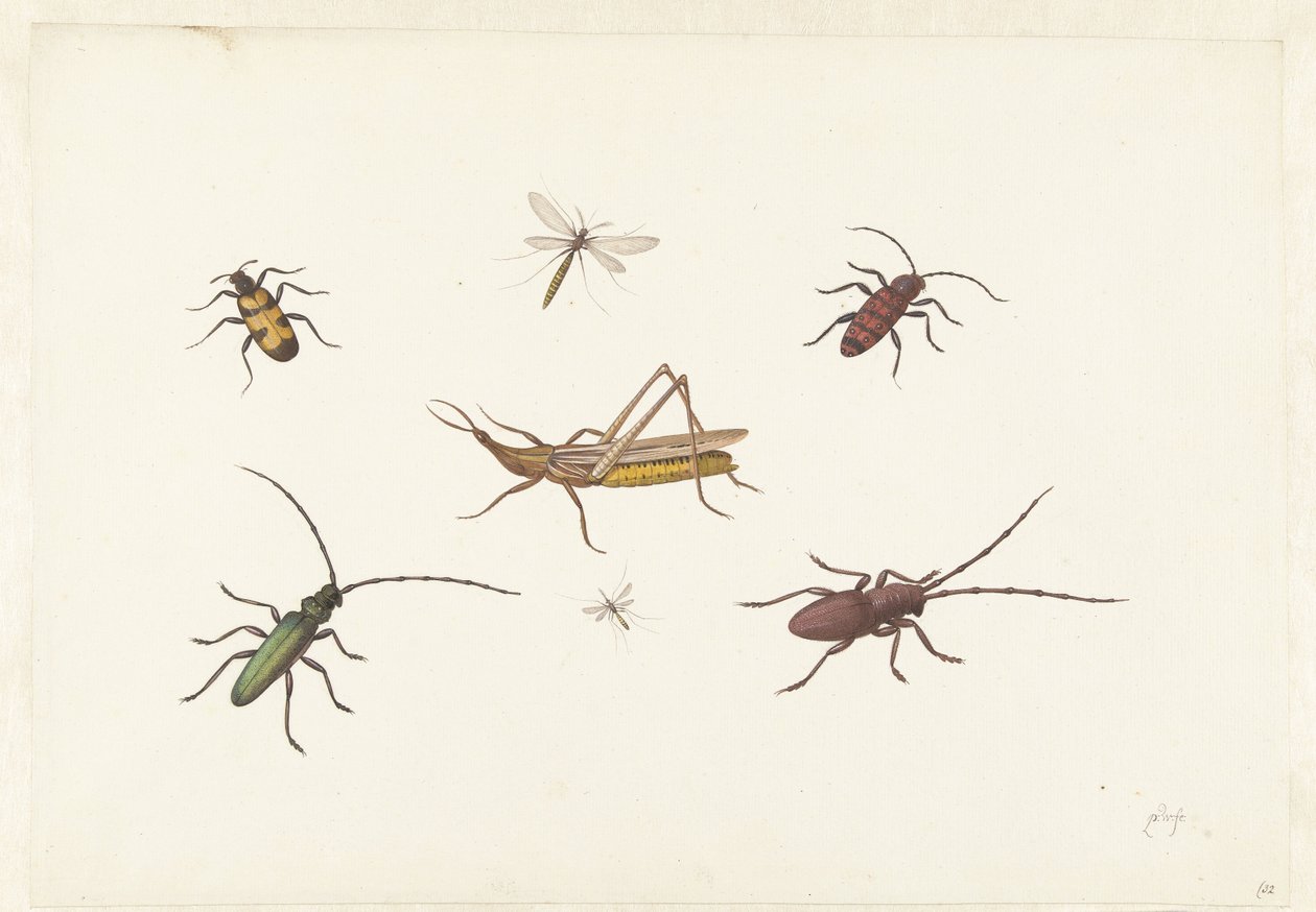 Foglio con sette insetti diversi da Pieter Withoos