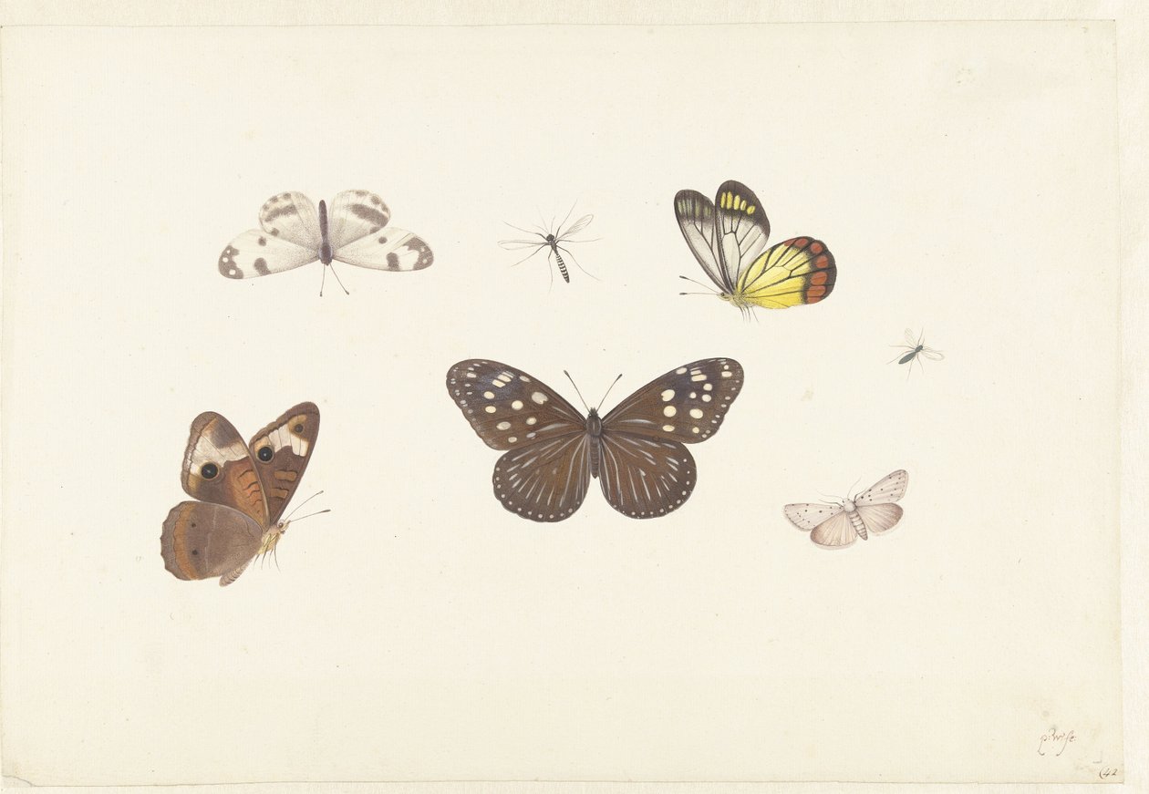 Foglio con cinque farfalle e due mosche da Pieter Withoos