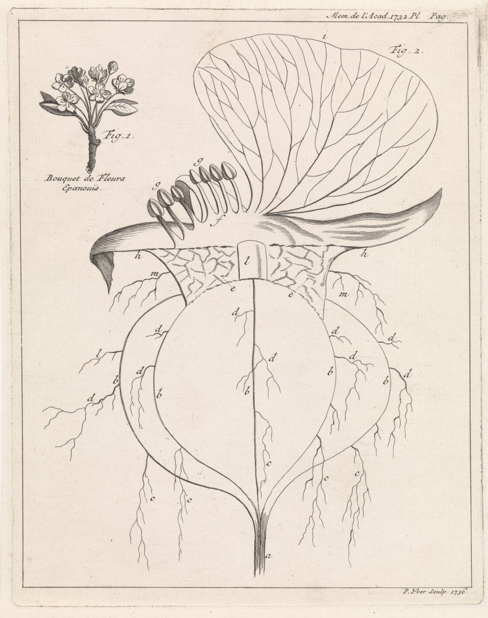 Sezione di un fiore da Pieter Yver