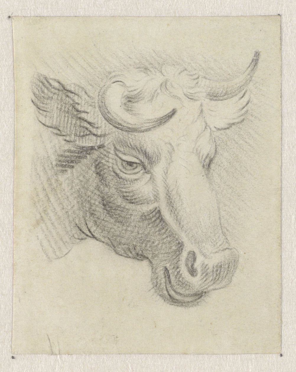 Testa di una mucca da Pieter de Goeje