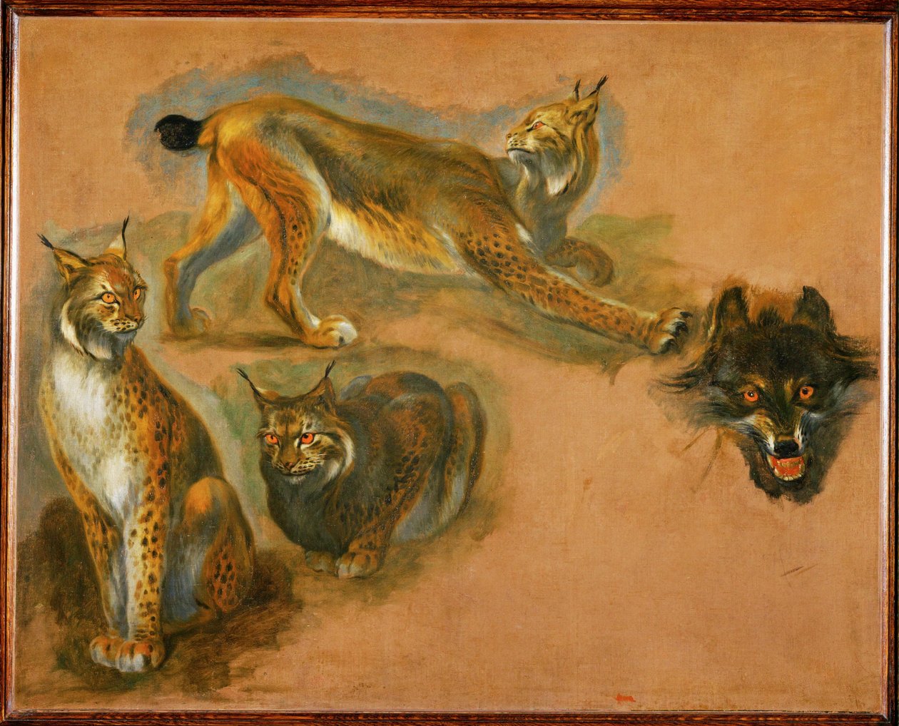 Una lince, testa di lupo (dipinto su tela) da Pieter or Peter Boel