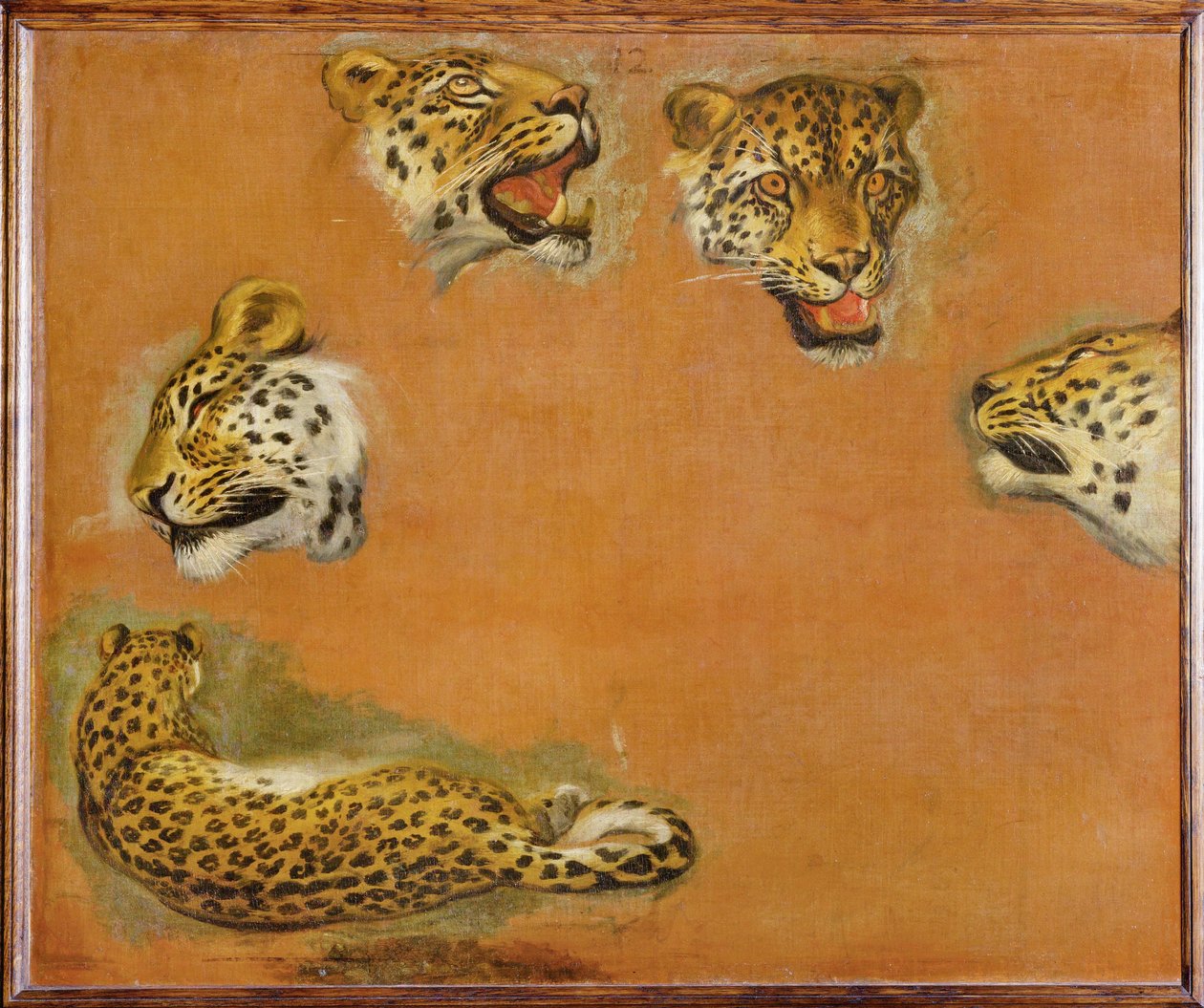 Schizzi di pantera (dipinto su tela) da Pieter or Peter Boel