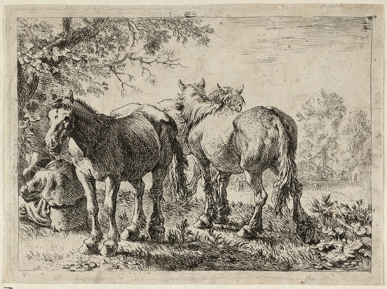 Tre cavalli in un campo da Pieter van Laer