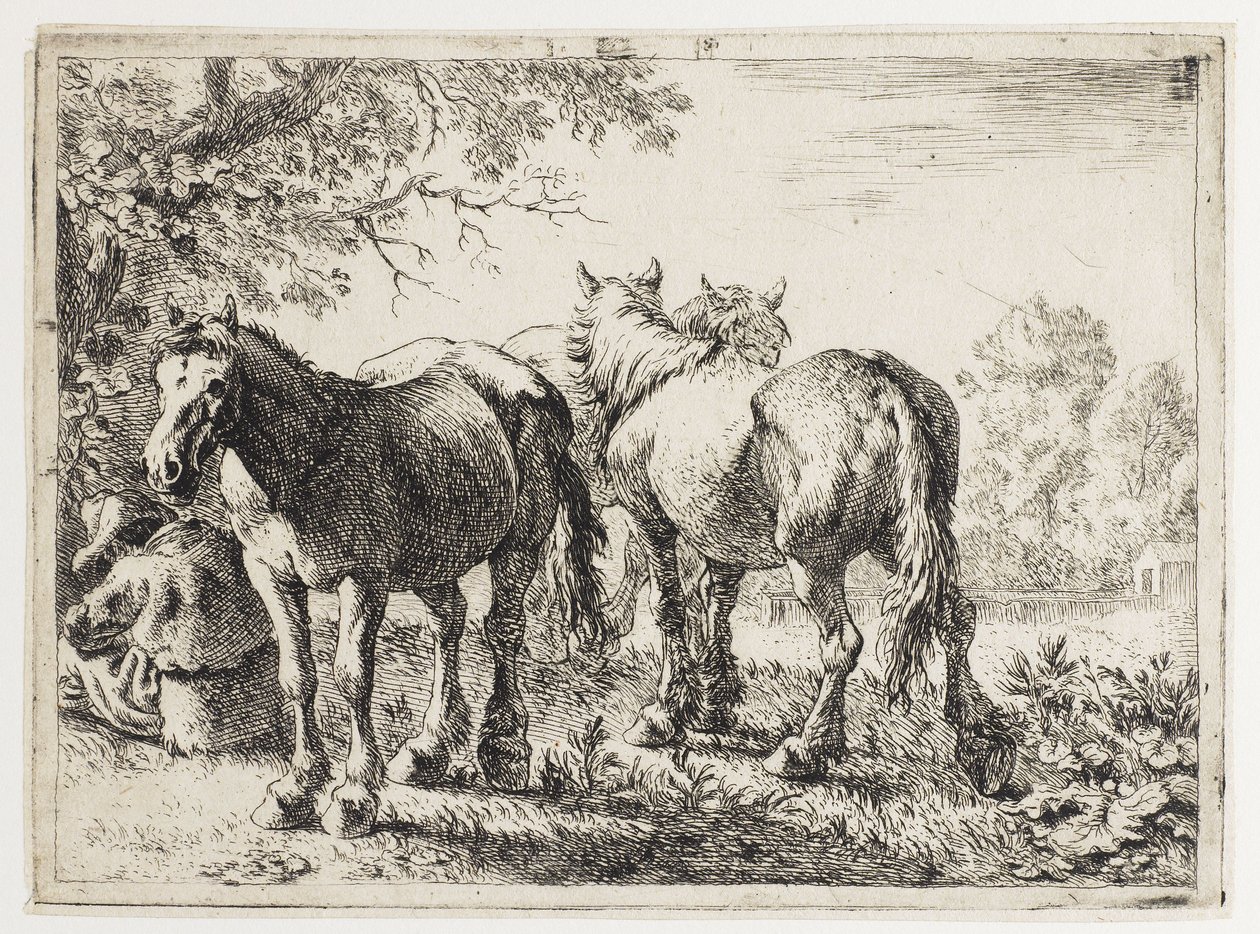 Tre cavalli in un campo da Pieter van Laer