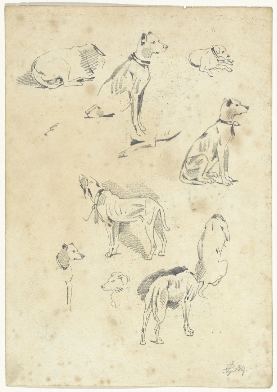 Studi di cani da Pieter van Loon