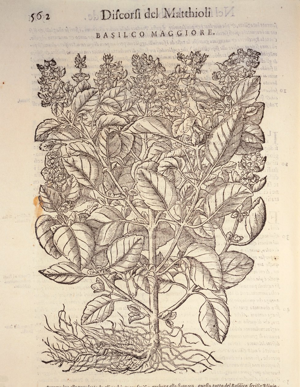 Basilico (Ocymum basilicum), incisione di Pier Andrea Mattioli da Pietro Andrea Mattioli