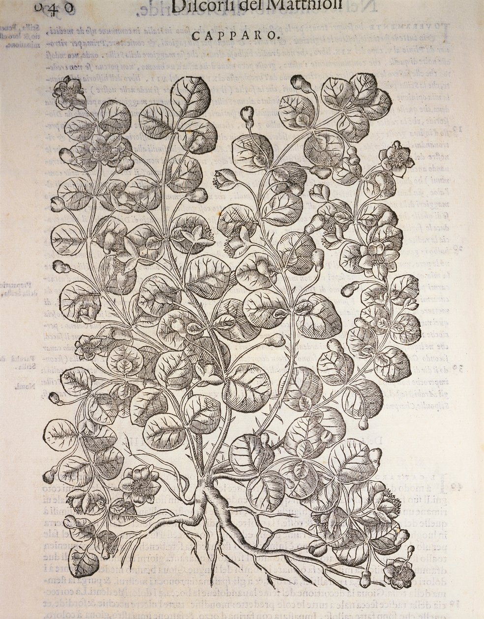 Cappero (Capparis spinosa), incisione di Pier Andrea Mattioli da Pietro Andrea Mattioli