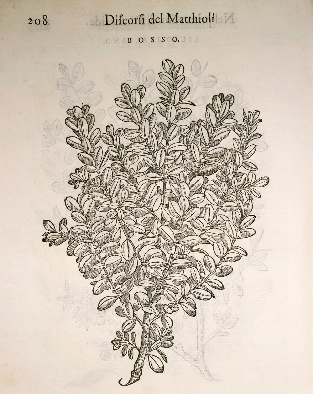 Bosso comune (Buxus sempervirens), incisione di Pier Andrea Mattioli da Pietro Andrea Mattioli