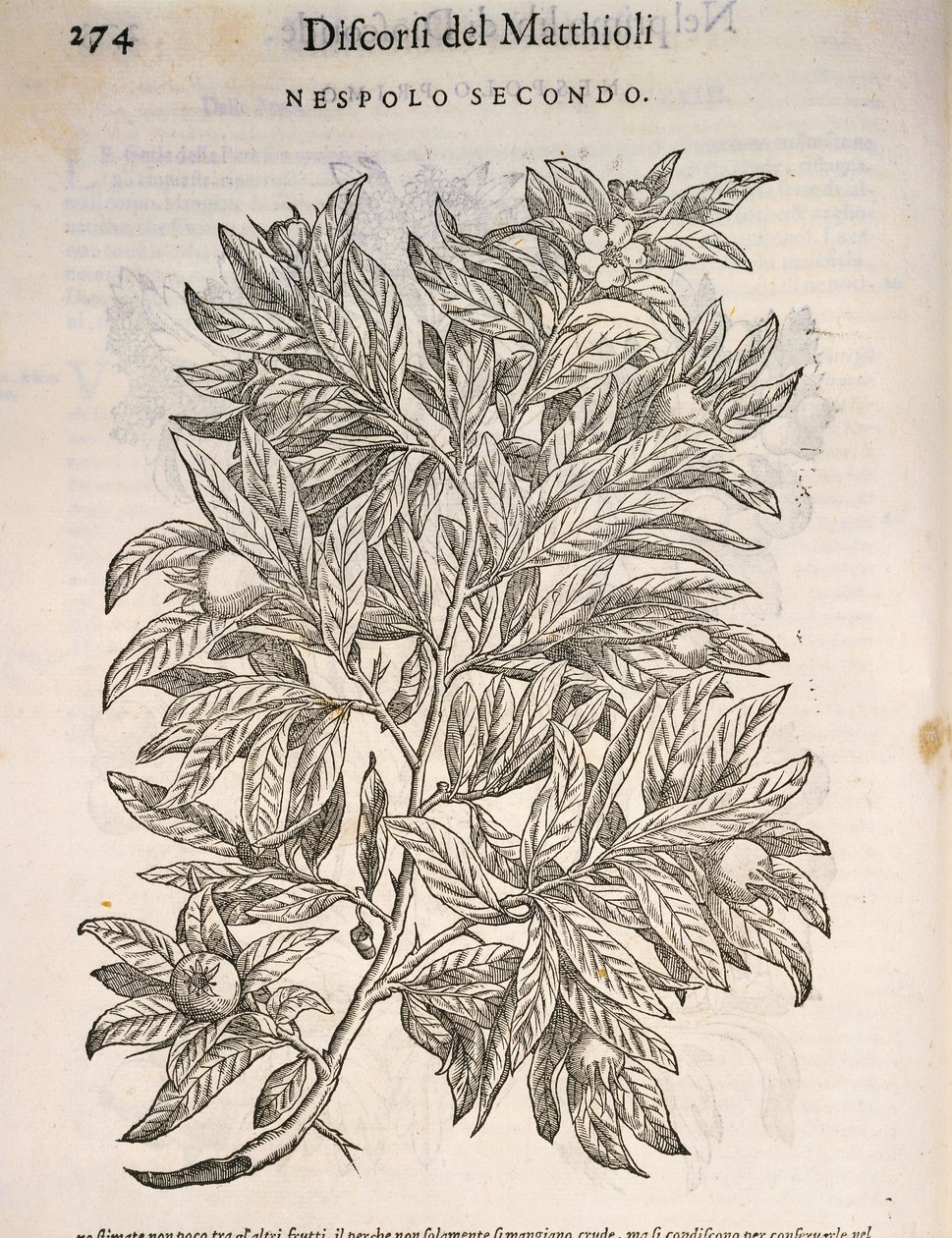 Nespolo comune (Mespilus germanica), incisione di Pier Andrea Mattioli da Pietro Andrea Mattioli