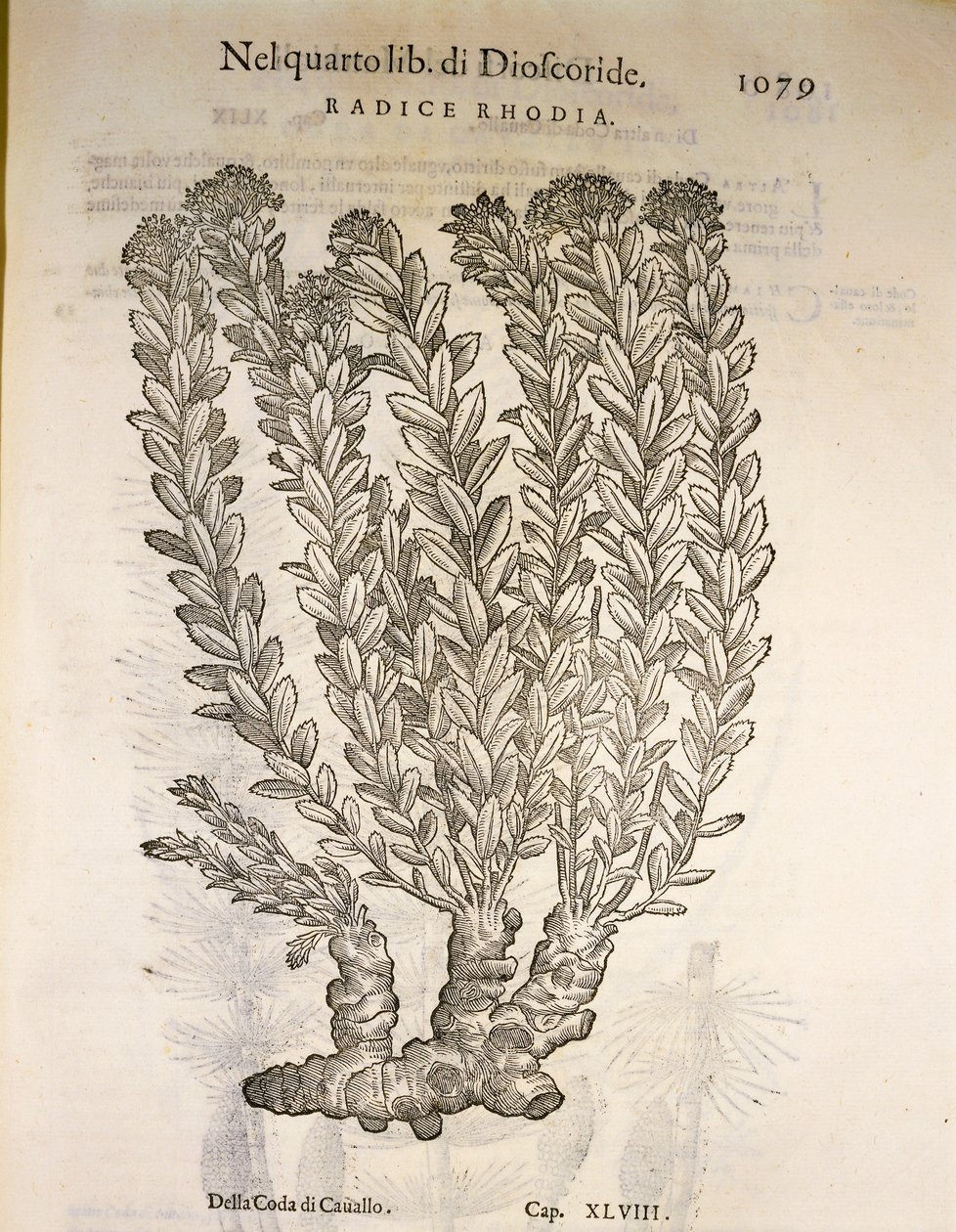 Rodiola rosea, incisione di Pier Andrea Mattioli da Pietro Andrea Mattioli