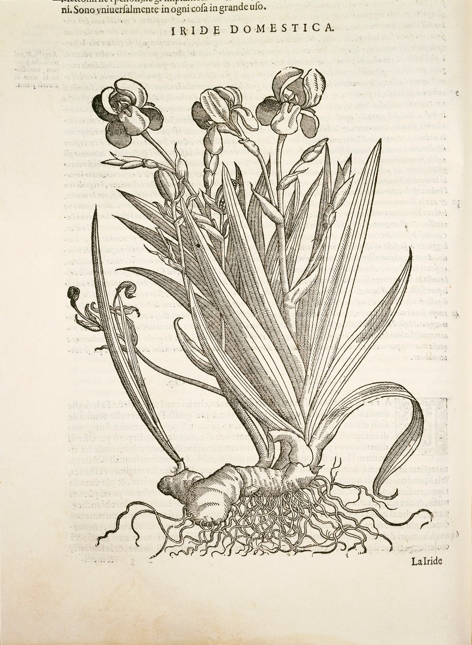 Iride (Iride domestica), incisione di Pier Andrea Mattioli da Pietro Andrea Mattioli