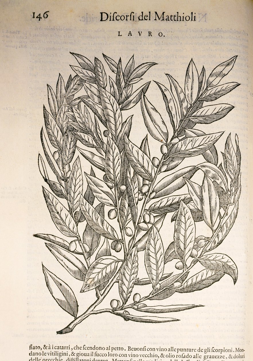 Alloro (Laurus), incisione di Pier Andrea Mattioli da Pietro Andrea Mattioli