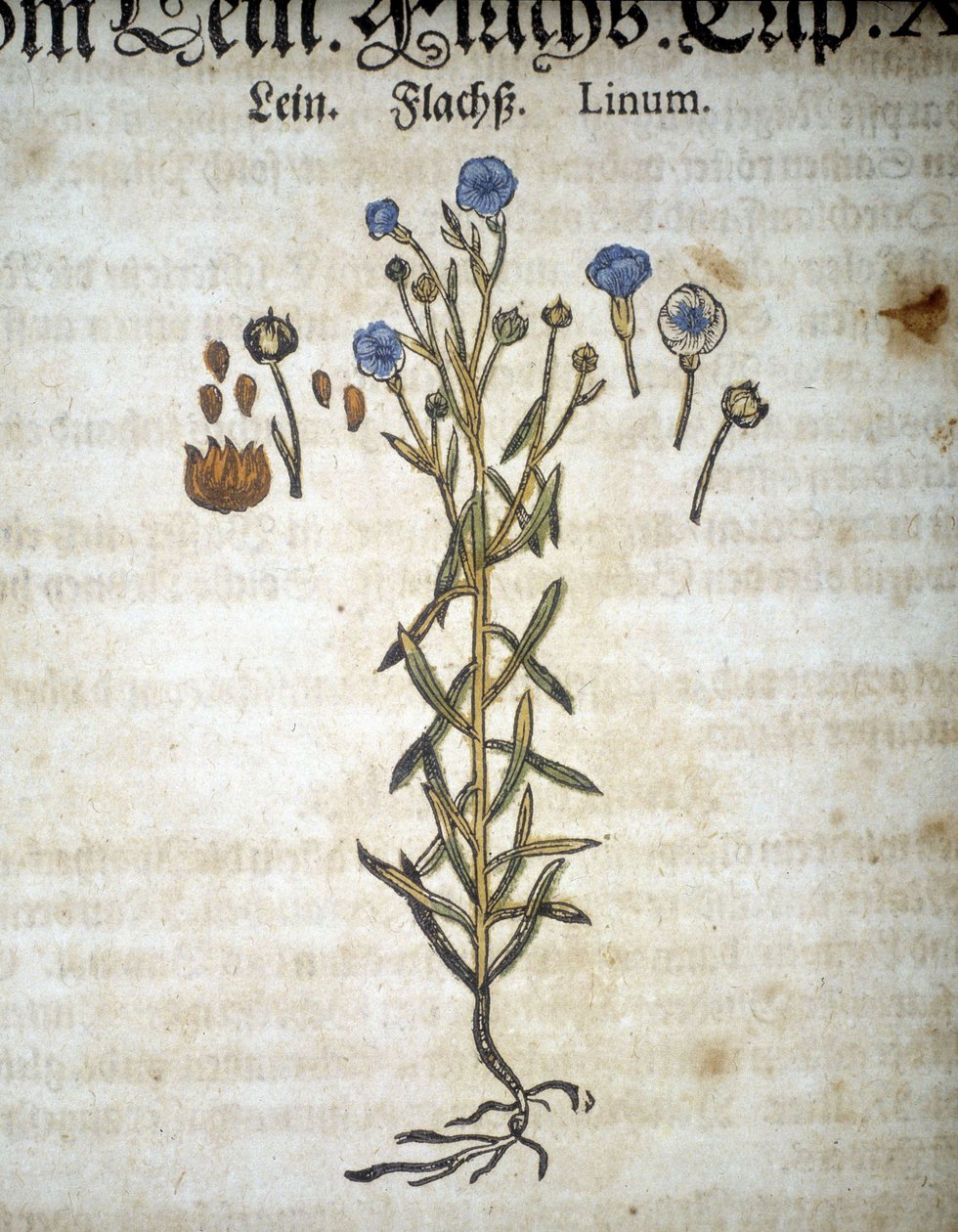 Lino o Linum - In "Erbario Mattioli" da Pietro Andrea Mattioli