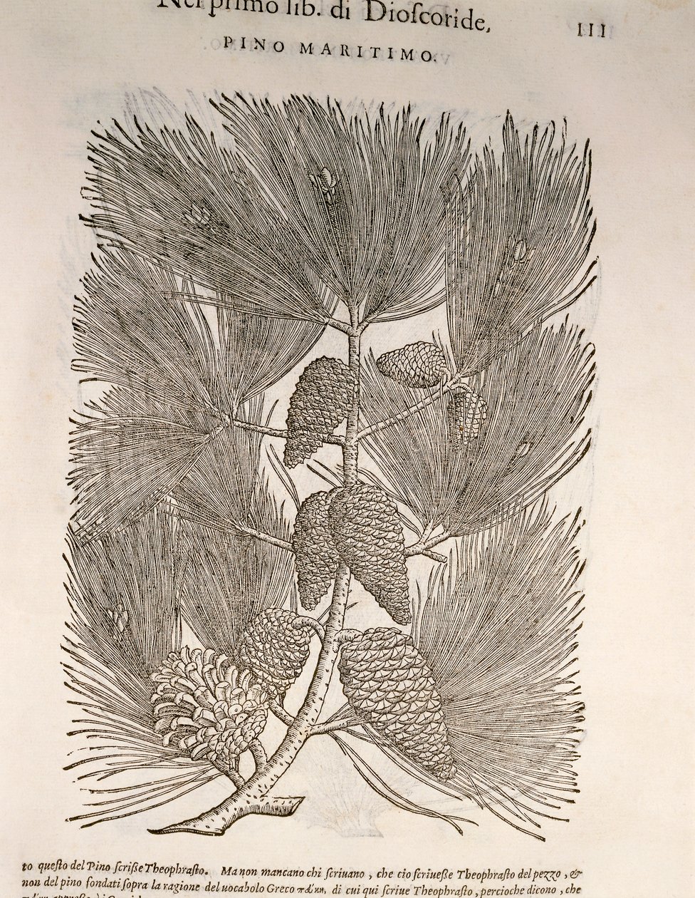 Pino marittimo (Pinus pinaster), incisione di Pier Andrea Mattioli da Pietro Andrea Mattioli
