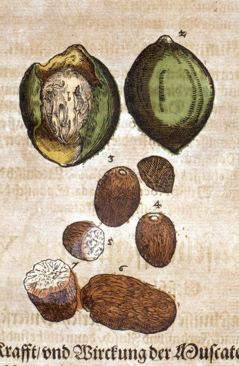 Noce moscata. Incisione - in "Kreutterbuch Dess Hochgelehrten unnd weitberuhmten Herrn D. Petri Andreae Matthioli" di Pietro Andrea Mattioli (Matthiole) (1500-1577). Francoforte da Pietro Andrea Mattioli