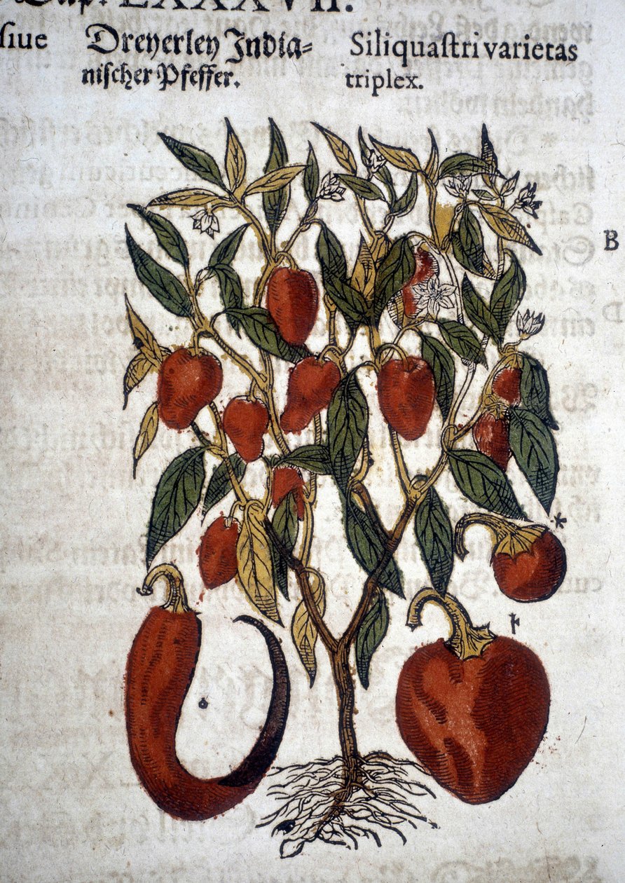 Peperoni o Siliquaftri varietas triplex - In "Herbier Mattioli" da Pietro Andrea Mattioli