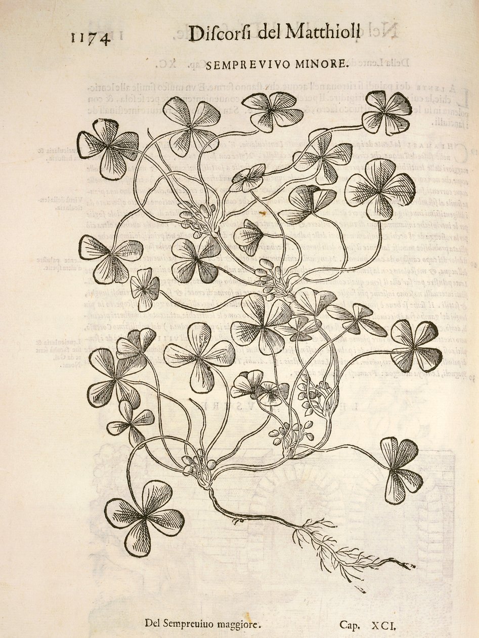 Semprevivo minore (Sempervivum), incisione di Pier Andrea Mattioli da Pietro Andrea Mattioli