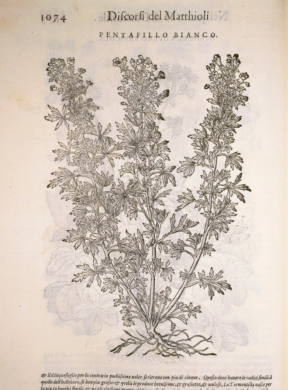 Potentilla alba, incisione di Pier Andrea Mattioli da Pietro Andrea Mattioli