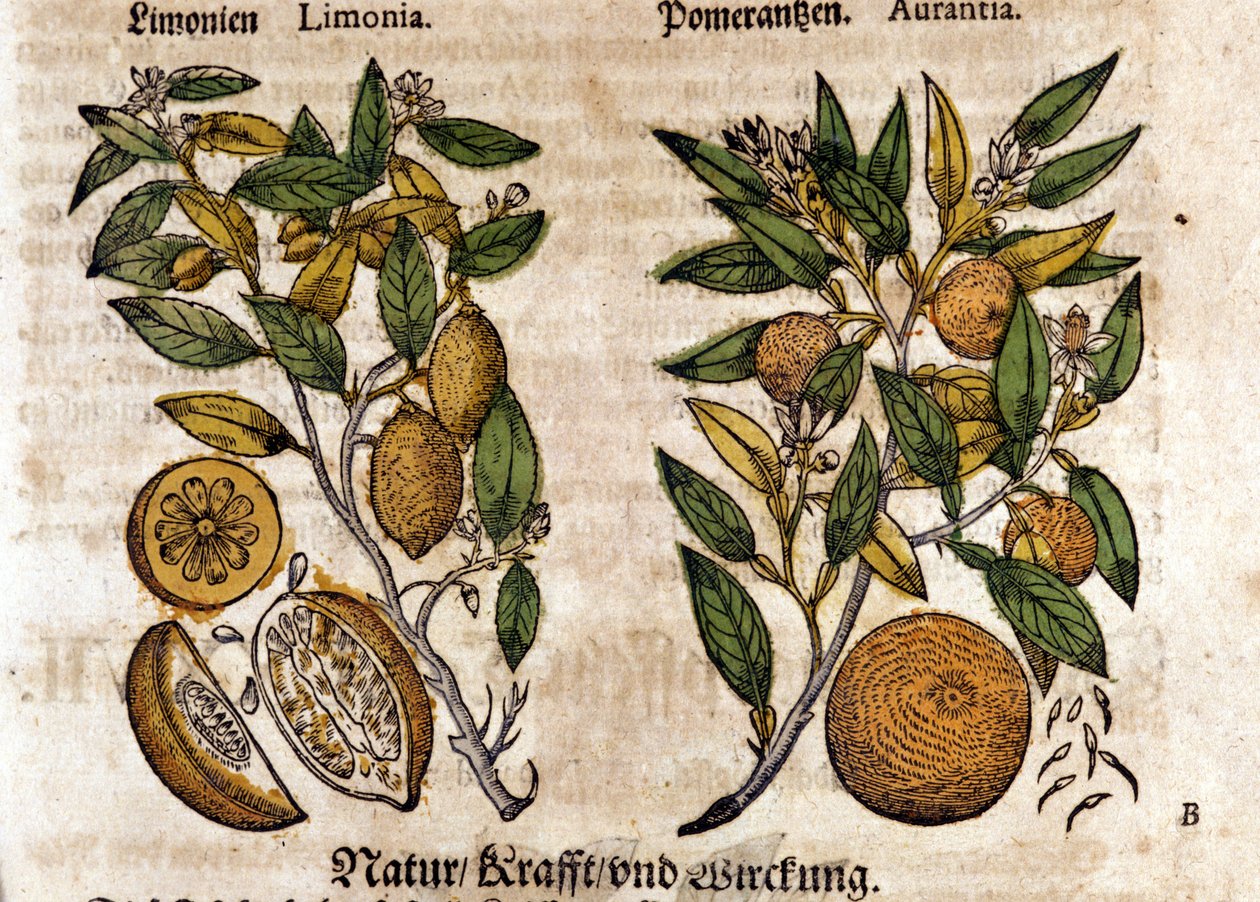 Gli agrumi. Albero di arancio e limone. Incisione - in "Kreutterbuch Dess Hochgelehrten unnd weitberuhmten Herrn D. Petri Andreae Matthioli" di Pietro Andrea Mattioli (1500-1577). Francoforte da Pietro Andrea Mattioli