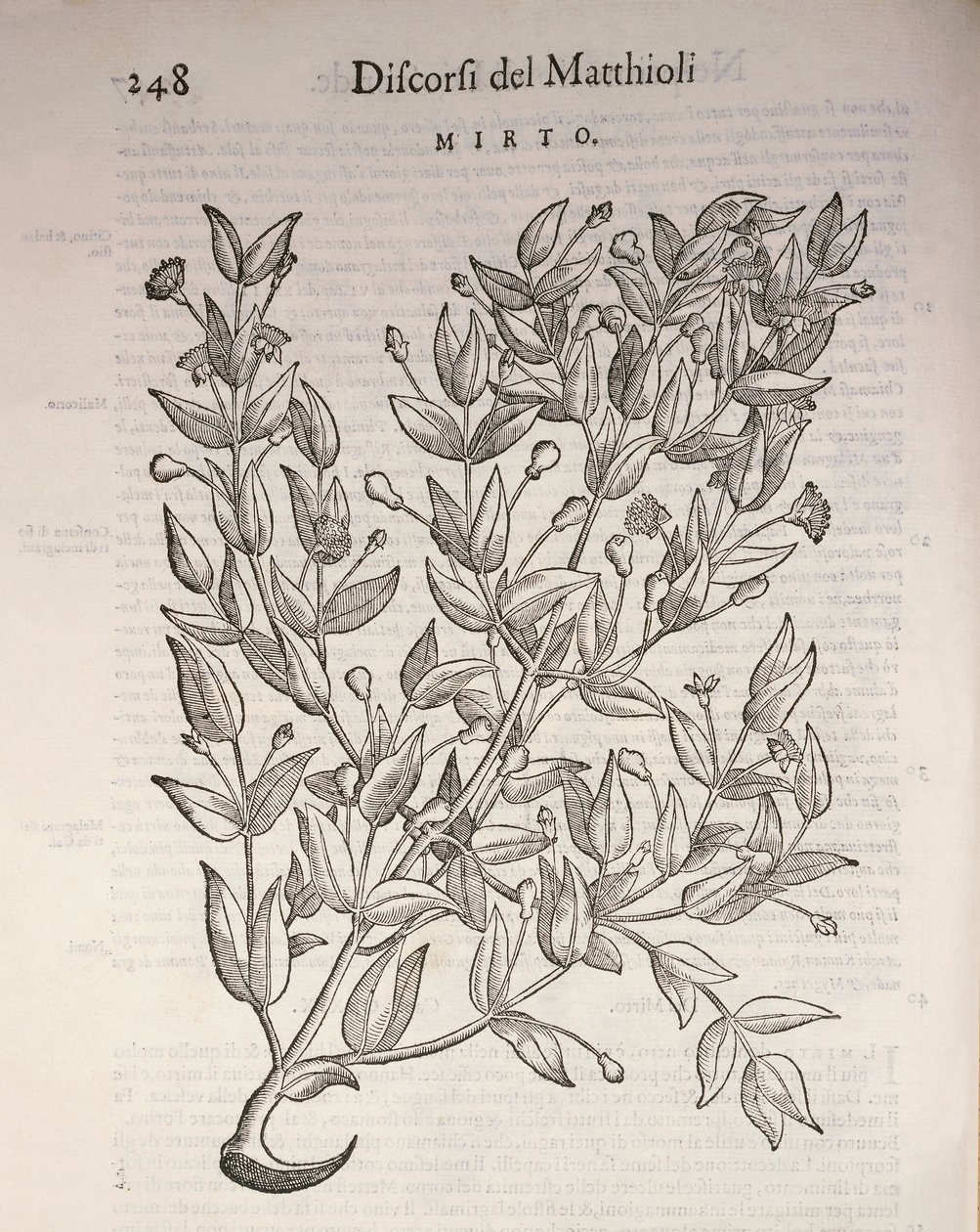 Mirto vero (Myrtus communis), incisione di Pier Andrea Mattioli da Pietro Andrea Mattioli