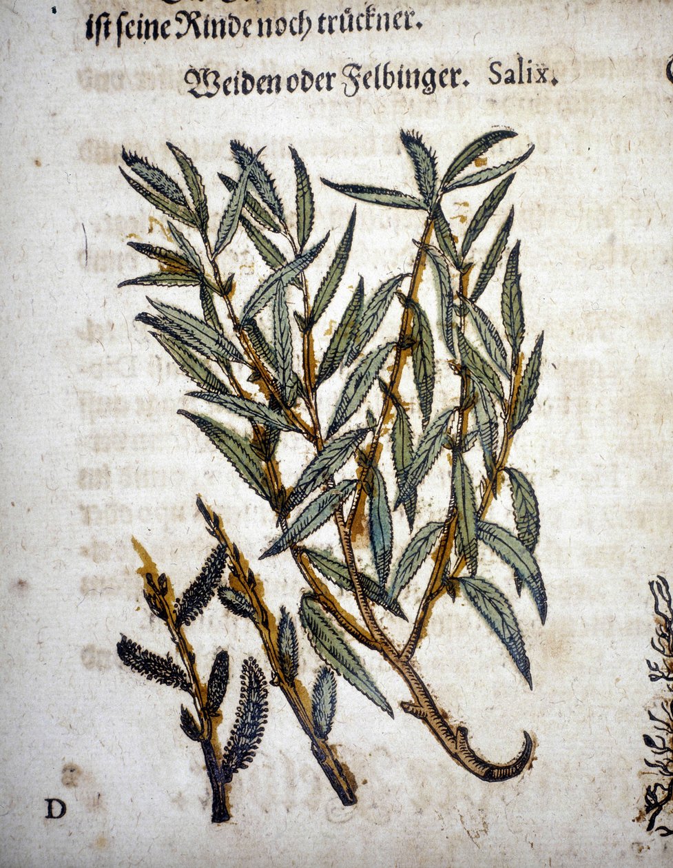 Ramo di salice - In "Herbarium mattioli" da Pietro Andrea Mattioli