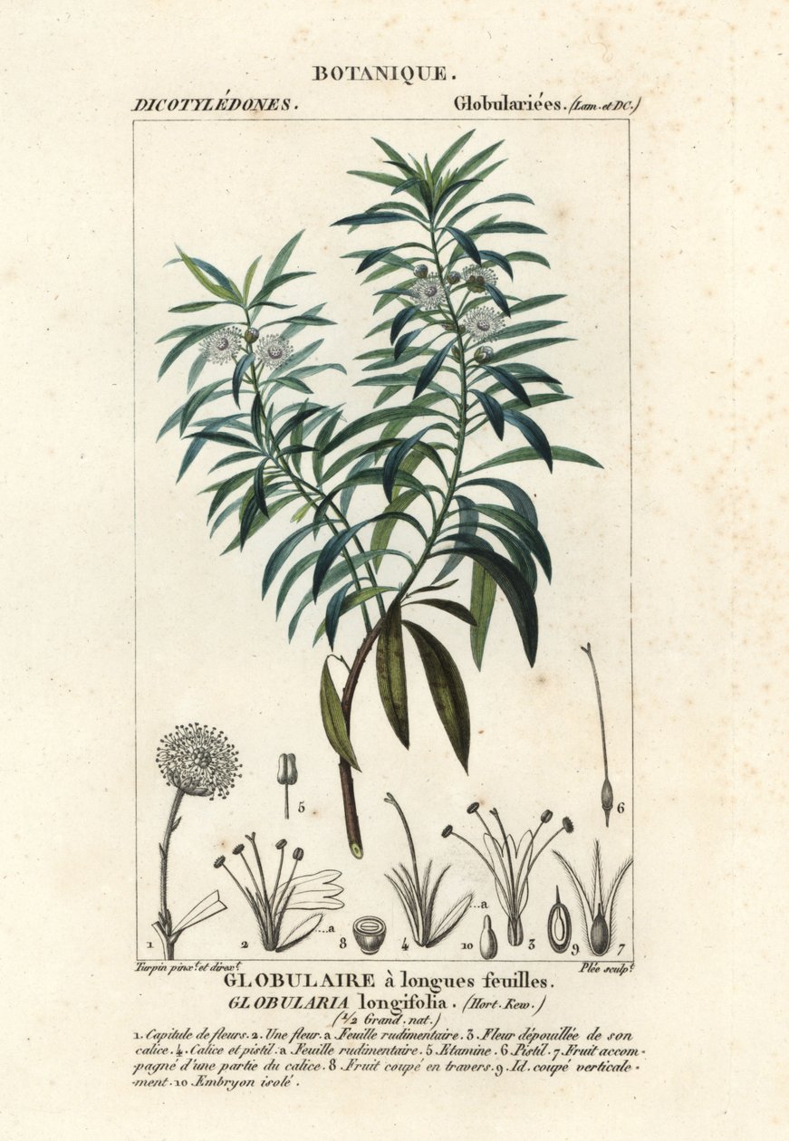 Margherita globosa, Globularia salicina da Plee Plee