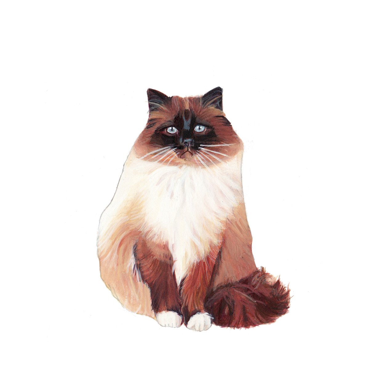 Gatto birmano, 2014 (acquerello e gouache su carta) da Polly Horner