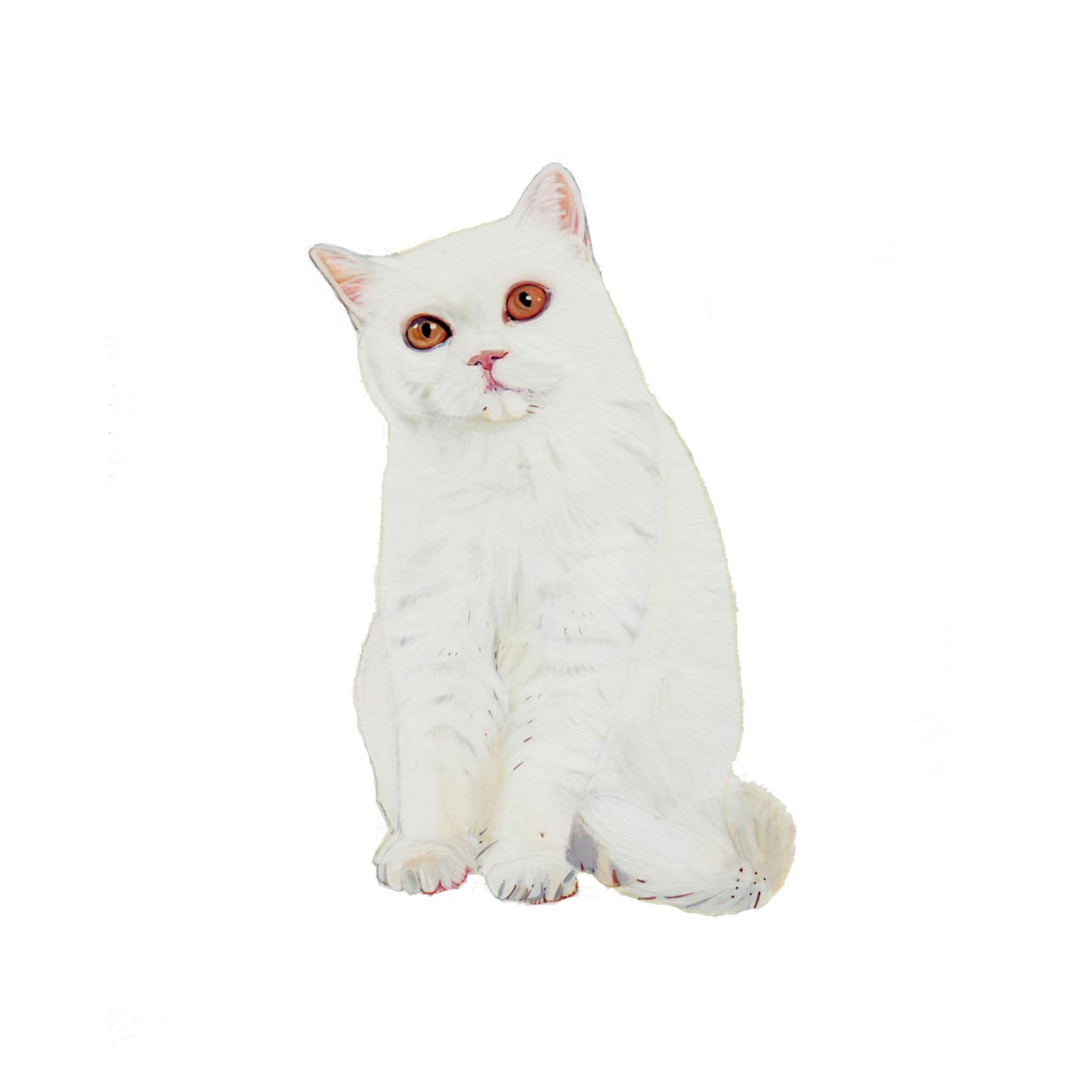 British Shorthair White, 2014 (acquerello e gouache su carta) da Polly Horner