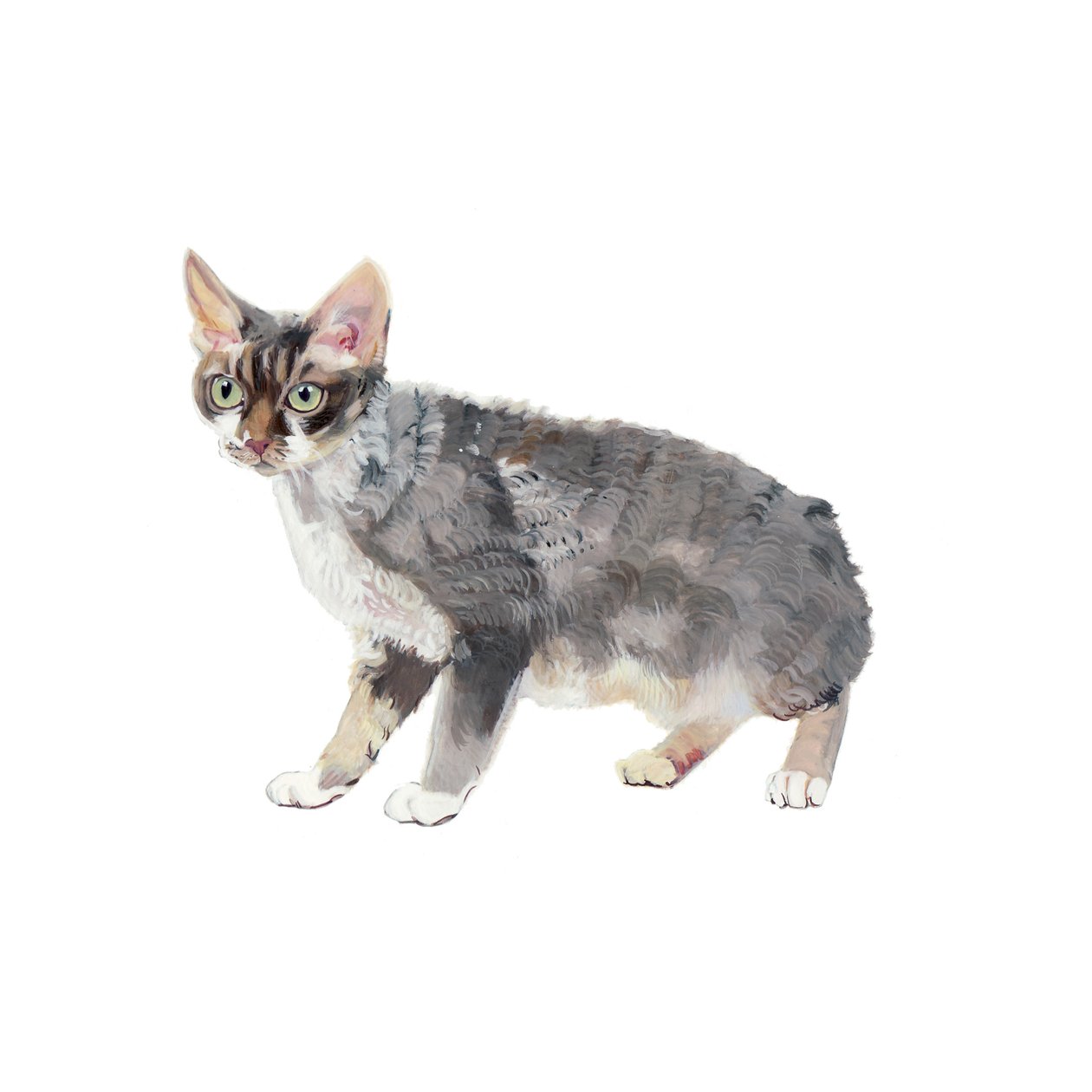 Devon Rex, 2014 (acquerello e gouache su carta) da Polly Horner