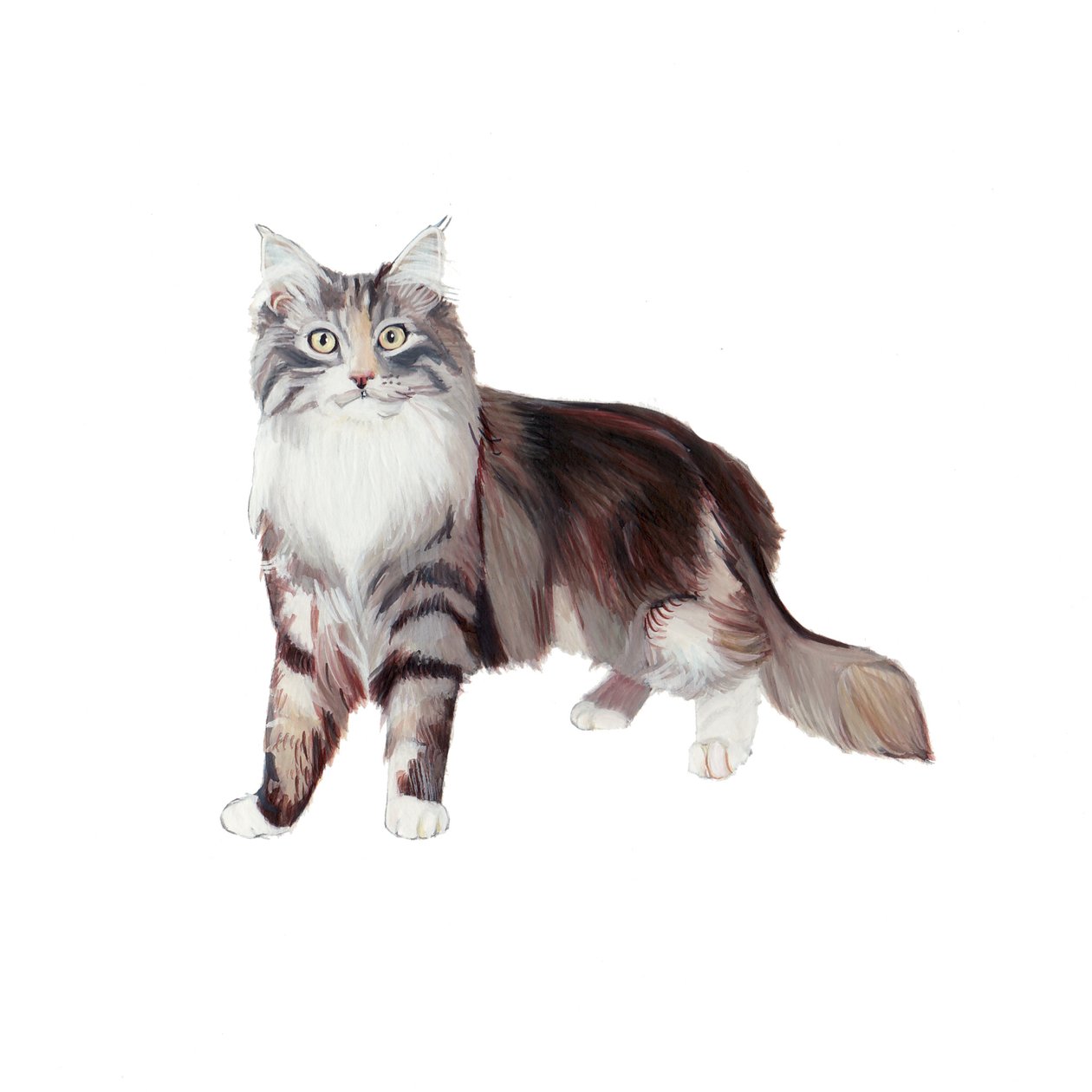 Gatto Coon Marine, 2014 (acquerello e gouache su carta) da Polly Horner