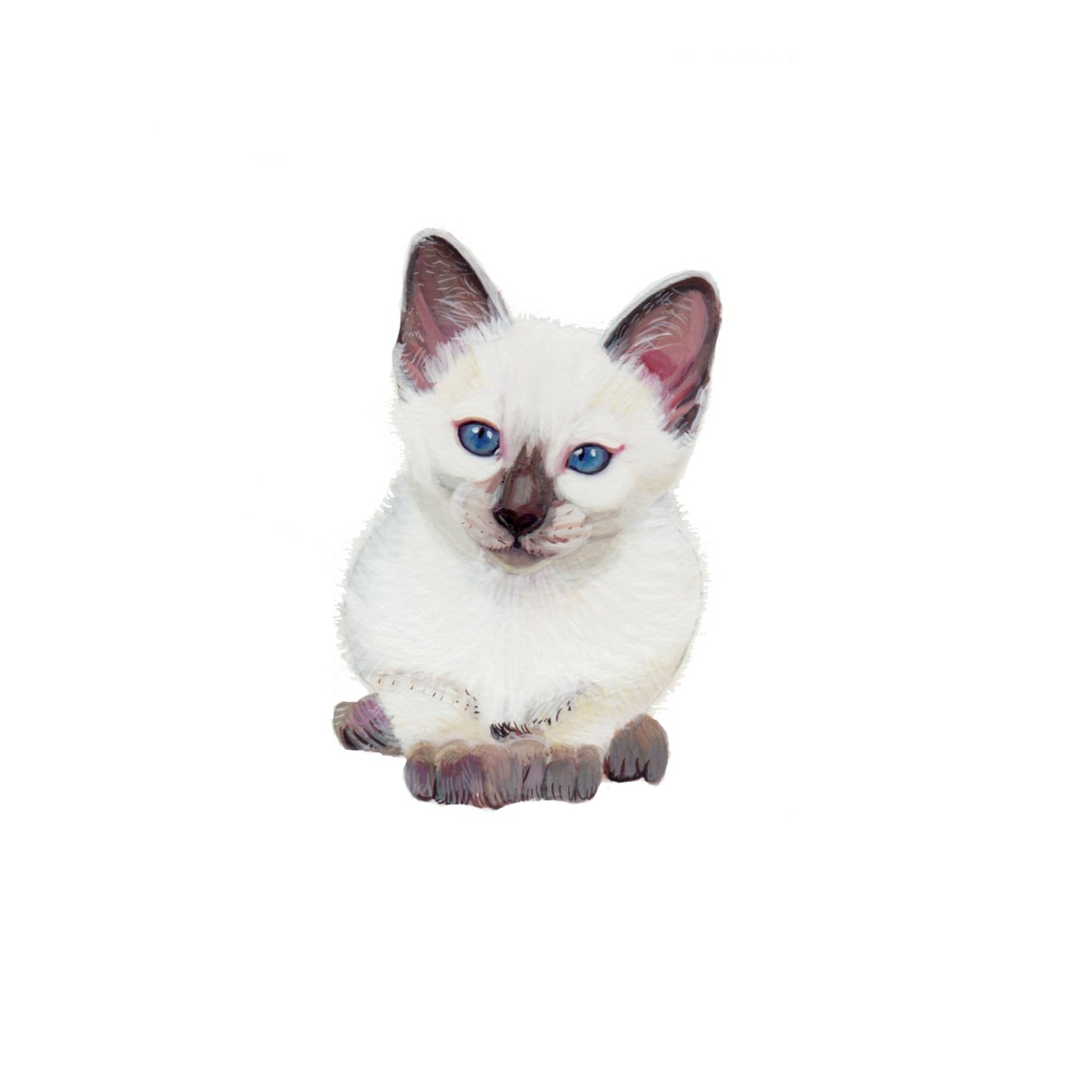 Gattino siamese, 2014 (acquerello e gouache su carta) da Polly Horner