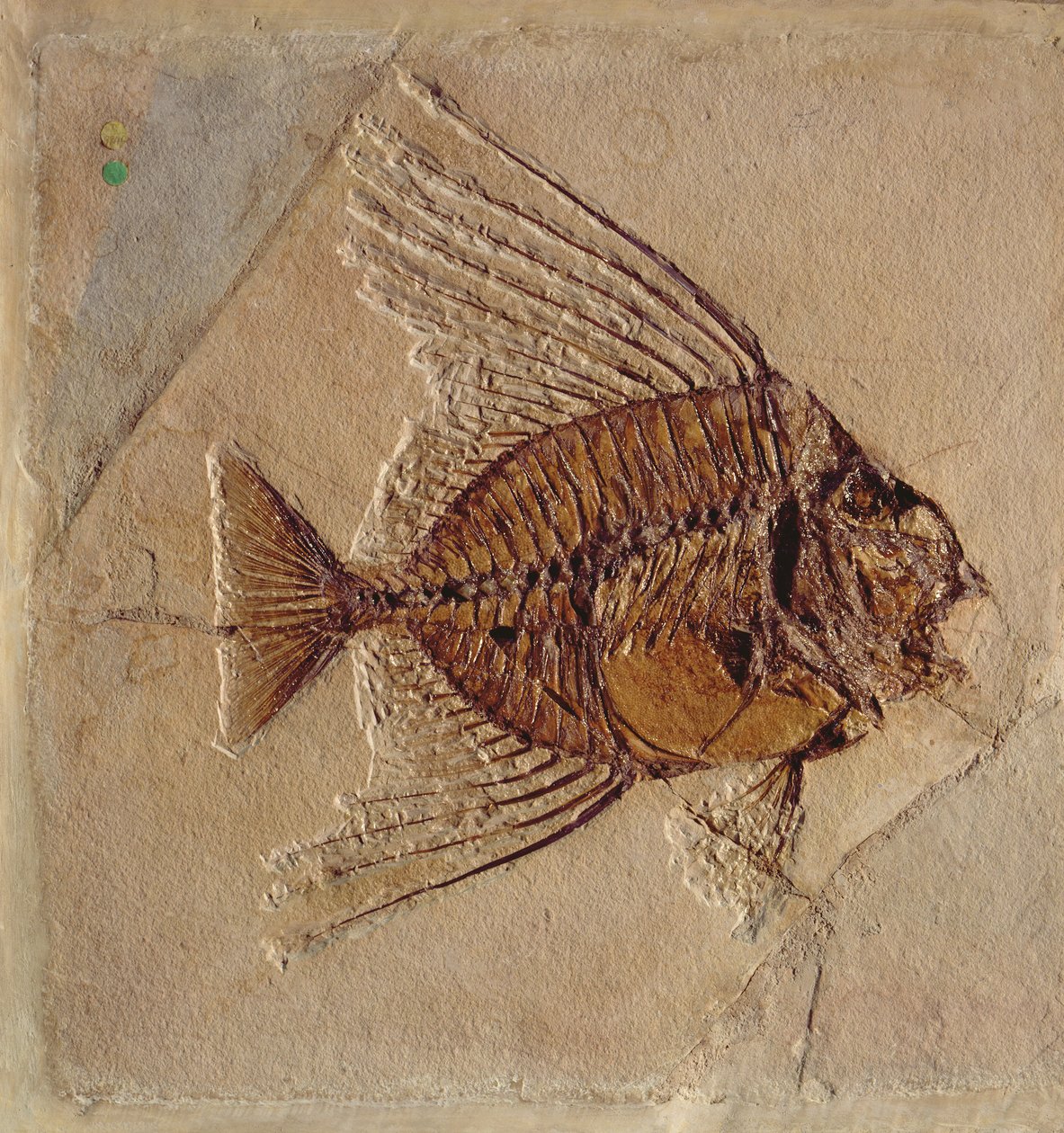 Pesce (fossile) da Prehistoric