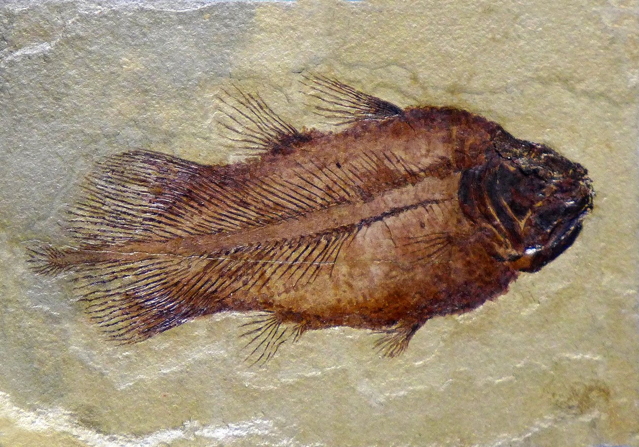 Impronta fossile del celacanto del Carbonifero da Prehistoric Prehistoric
