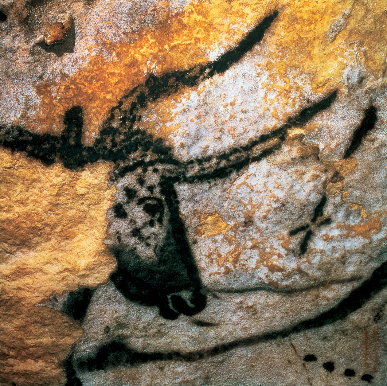 Pittura parietale raffigurante un uro (bovino estinto), Sala dei Tori, grotta di Lascaux, Montignac, Dordogna, Francia, periodo Magdaleniano Paleolitico da Prehistoric Prehistoric