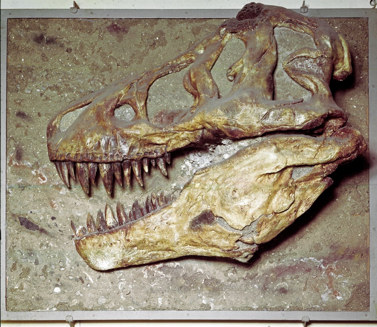 Preistoria: cranio di dinosauro Tyrannosaurus rex (T Rex o tirannosauro) da Prehistoric Prehistoric