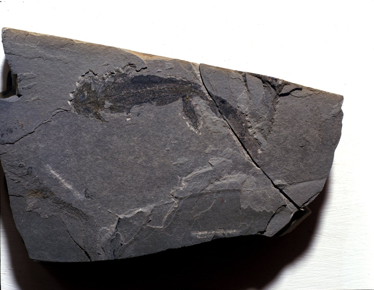 Preistoria: periodo permiano, era paleozoica. Fossile di Branchiosaurus. Trovato a Rotliegen in Germania da Prehistoric Prehistoric