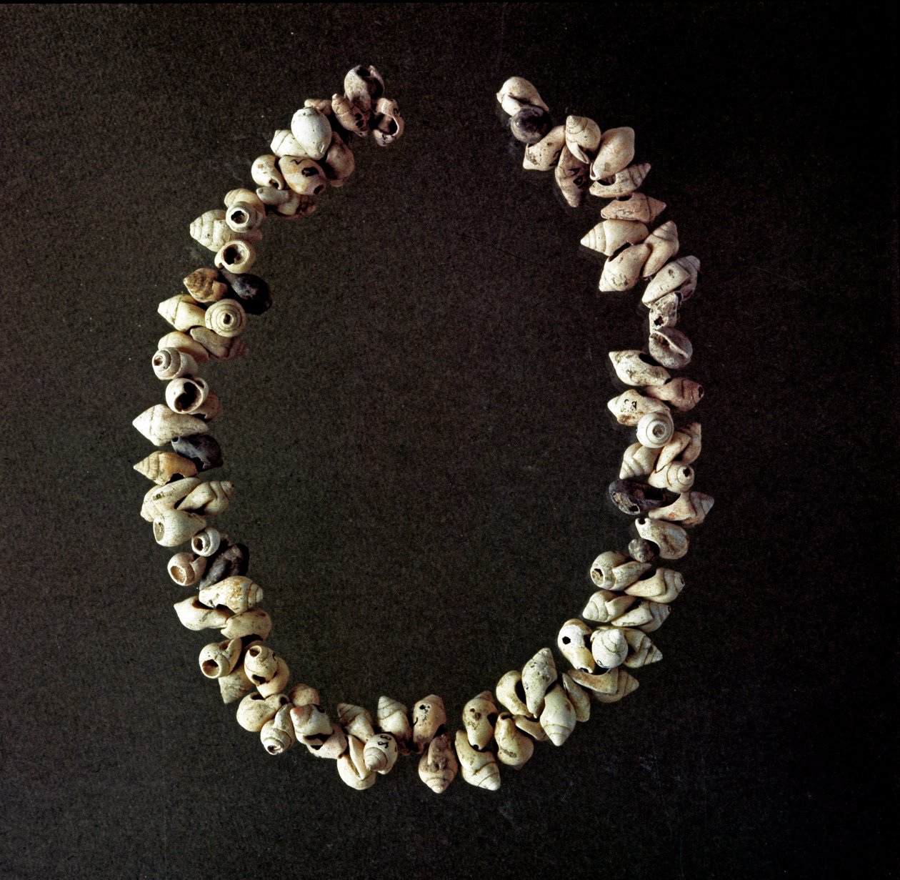 Preistoria, età della pietra: collana di conchiglie dalla grotta di Polesine, Veneto. Neolitico medio. Roma, Museo Nazionale Preistorico Etnografico Luigi Pigorini da Prehistoric Prehistoric