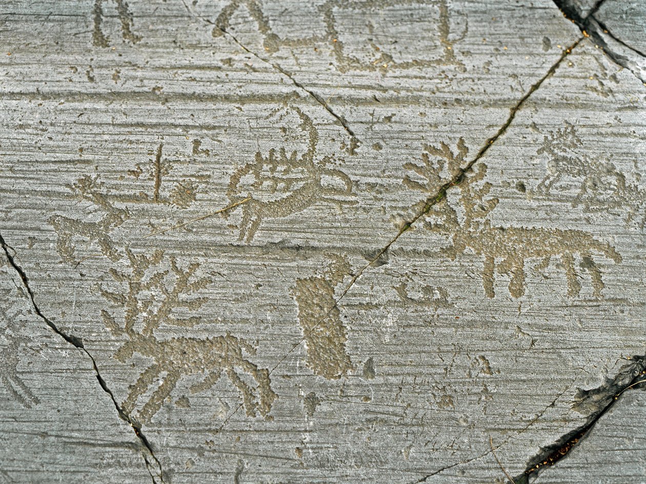Preistoria, civiltà dei Camuni, arte rupestre: roccia tombale con rappresentazione di cervi da Prehistoric Prehistoric