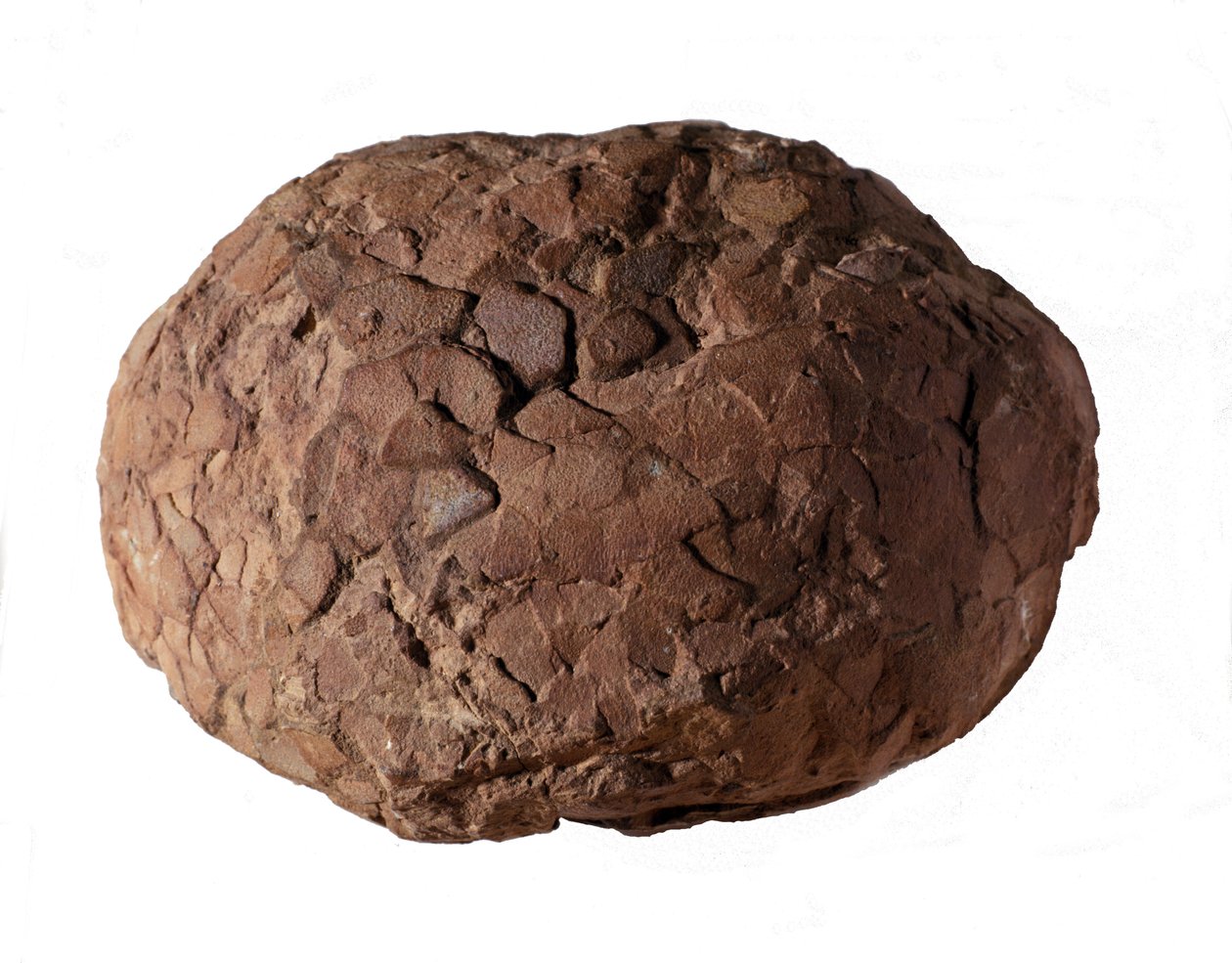 Preistoria: uovo di dinosauro trovato in Provenza. Era mesozoica, periodo giurassico da Prehistoric Prehistoric