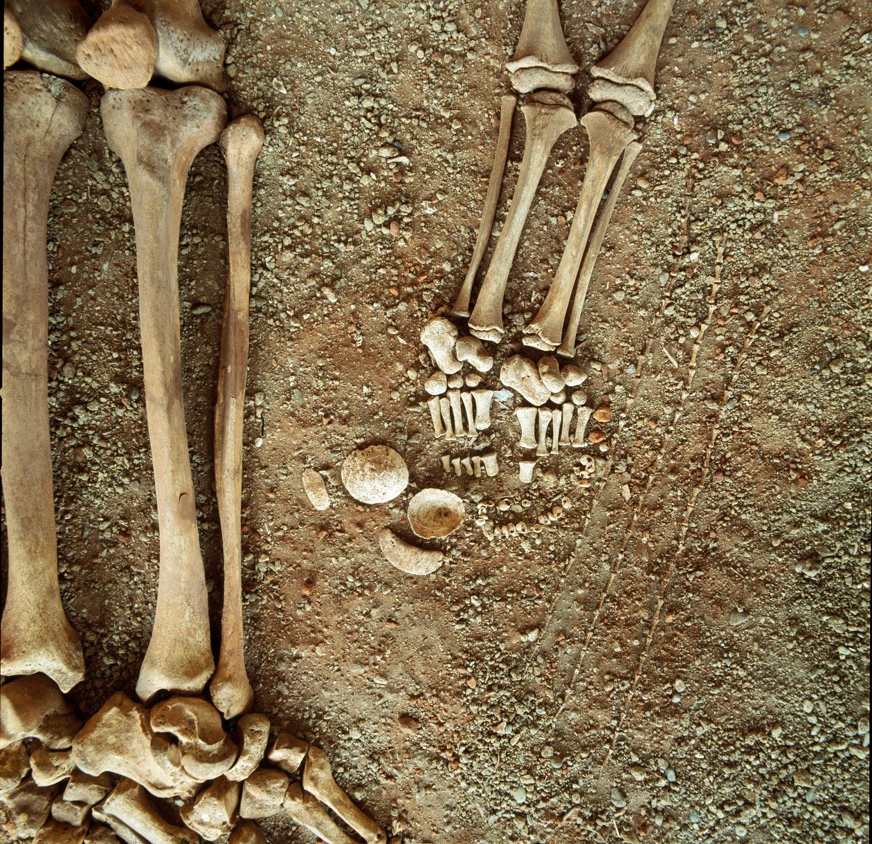 Preistoria: doppia sepoltura di adulti e bambini. Vista dettagliata del corredo funerario, ai piedi del bambino, tre code di scoiattolo, conchiglie e pietre dalla grotta Arene Candide (Finale Ligure), Liguria. Mesolitico, 7000-6000 a.C. Genova, museo di ar da Prehistoric Prehistoric